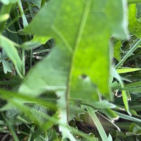 Photo of the plant species Blowball by @UltraDodder named Nithin on Greg, the plant care app
