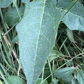 Photo of the plant species Bull Nettle by @UltraDodder named Daphne on Greg, the plant care app