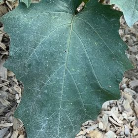 Photo of the plant species Devil's Apple by @UltraDodder named Lavender on Greg, the plant care app