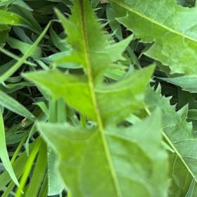 Photo of the plant species Blowball by @UltraDodder named Sonora on Greg, the plant care app