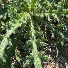Photo of the plant species Spear Thistle by @UltraDodder named Foxxy on Greg, the plant care app