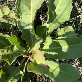 Photo of the plant species Rumex Crispus by @UltraDodder named Khaleesi on Greg, the plant care app