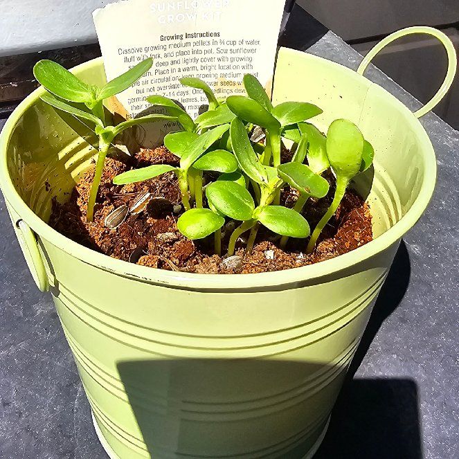 Photo of the plant species Sunflower Goldeneye by @ShowyCanna named Lebron on Greg, the plant care app