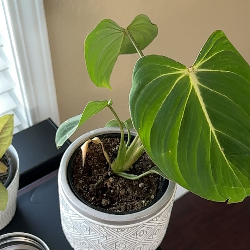 Philodendron 'Glorius' plant in a decorative pot with visible soil and minor yellowing on one leaf.