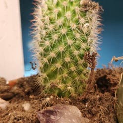 Lace Hedgehog Cactus plant