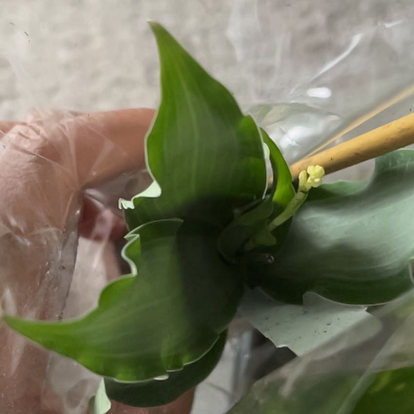 Close-up of a Bright Star Murdannia plant with green leaves and a small flower bud, held by a hand.