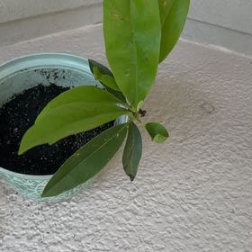 Photo of the plant species Magnolia by @StockyChickpea named Khaleesi on Greg, the plant care app