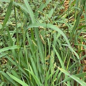 Photo of the plant species Reed Canarygrass by @SoulfulBroom named Huckleberry Fern on Greg, the plant care app