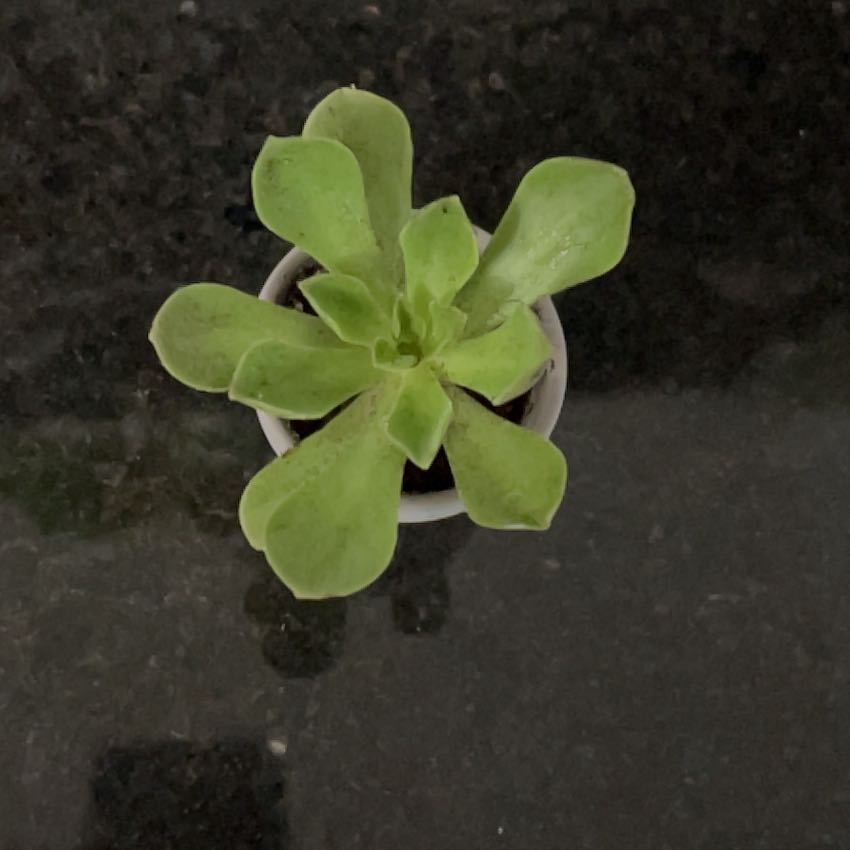 Photo of the plant species Saucer Plant by @TopdogAposeris named Winston on Greg, the plant care app
