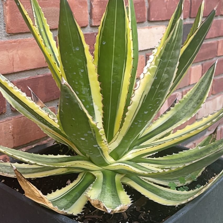 Thorn-Crested Century Plant with variegated leaves in a pot against a brick wall.