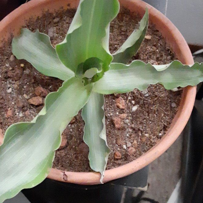 Basket Plant uploaded to the Greg plant app by @FoxySweetbox