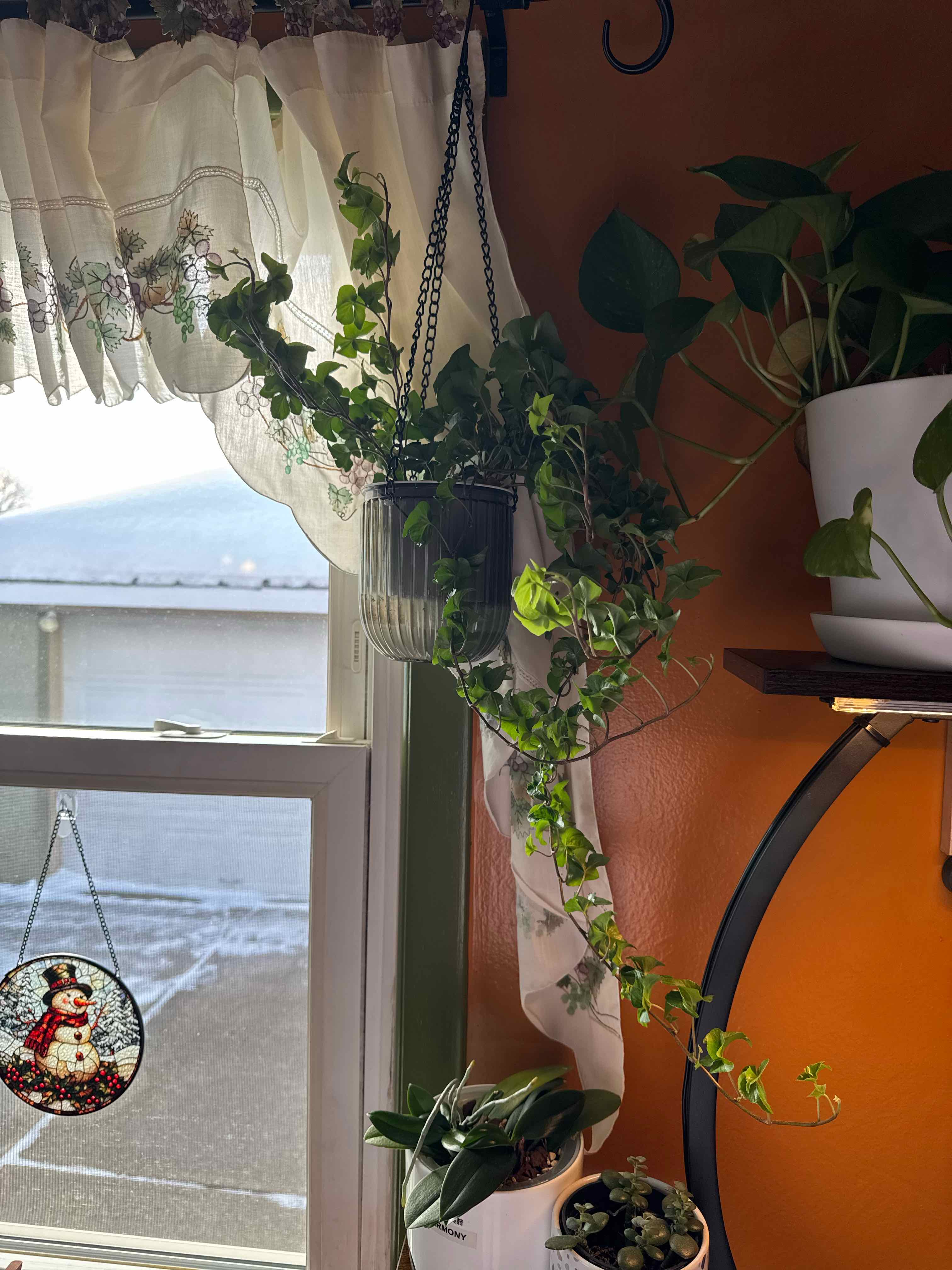Photo of the plant species Curly Locks Ivy by @MorePlants13 named Curly Sue on Greg, the plant care app