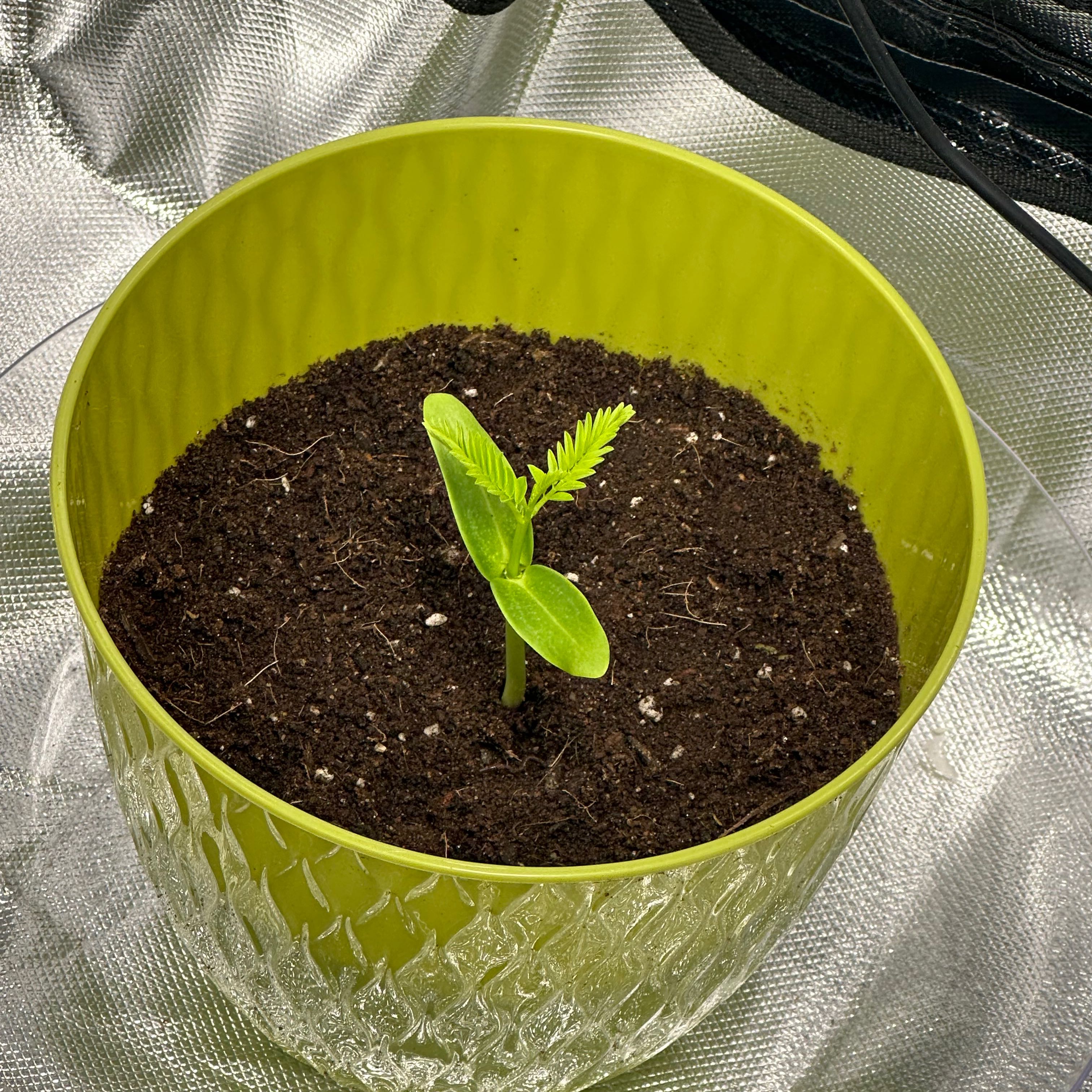 Young Flamboyant Tree plant in a green pot with visible soil, indoor setting.