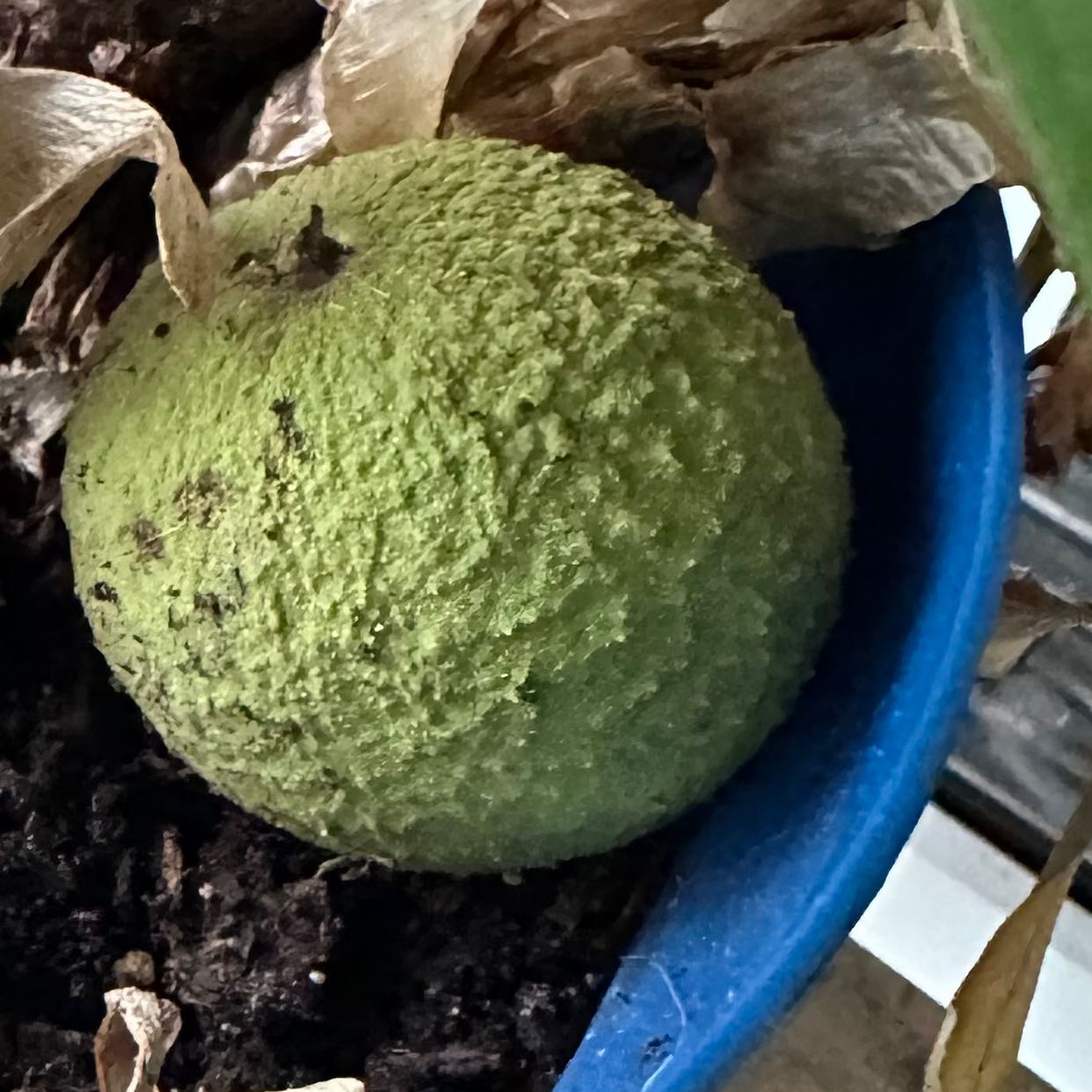 Green, textured fruit in a blue container with visible soil and dry, brown leaves.