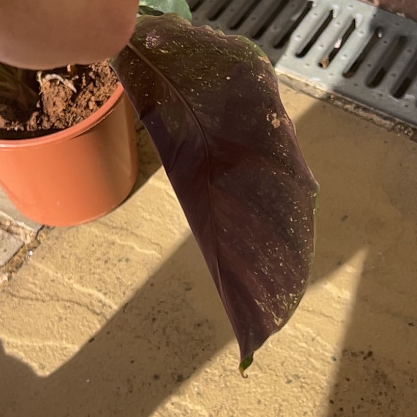 Photo of the plant species Goeppertia louisae by @CuteLorinseria named Bieber on Greg, the plant care app