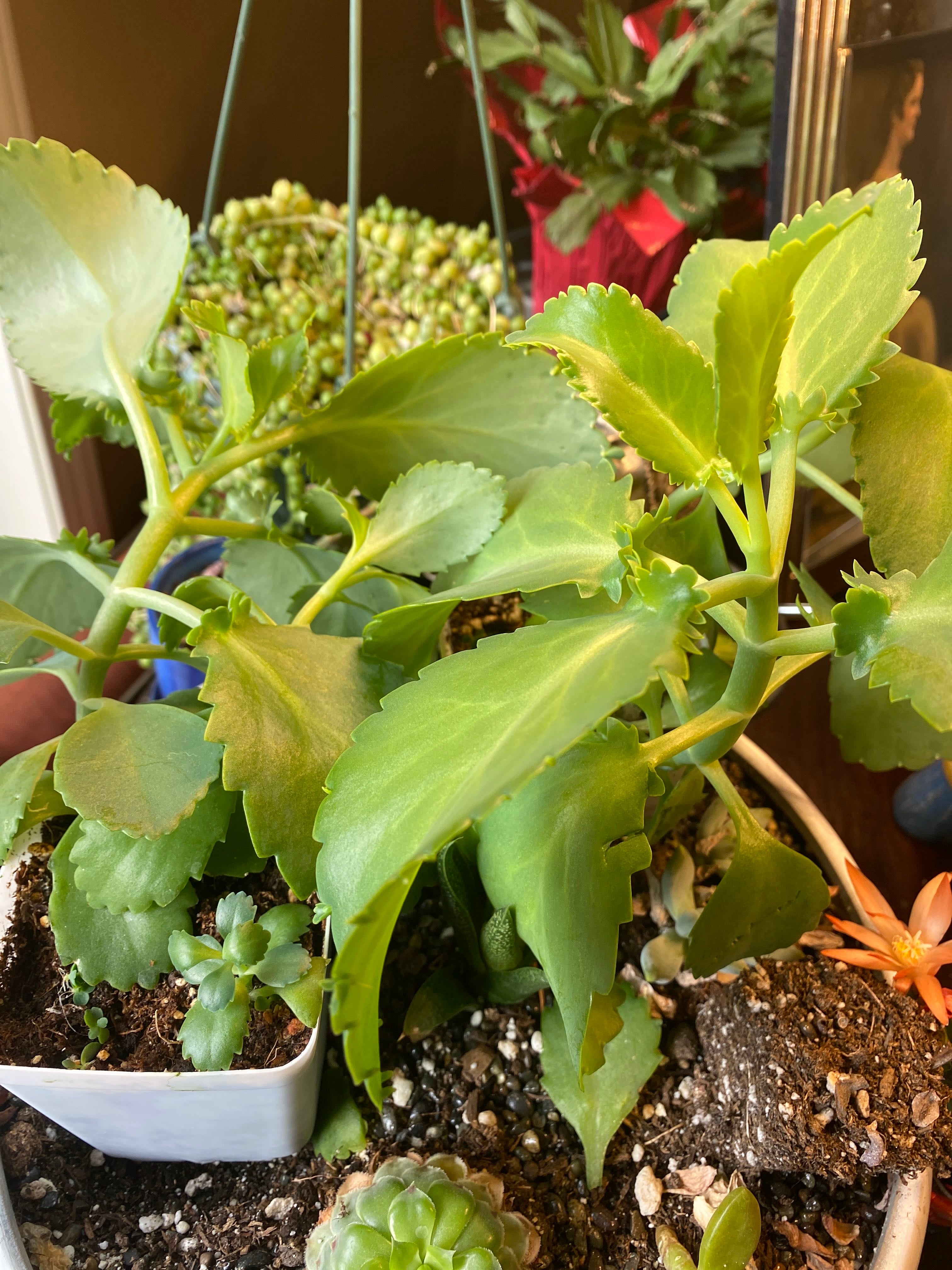 Why Are There Brown Spots on My Kalanchoe 'Partridge'?