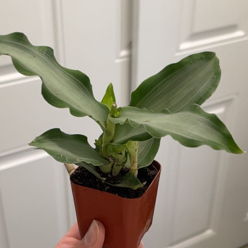 Bright Star Murdannia plant in a small pot with healthy green leaves.