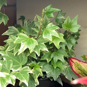Photo of the plant species Jubilee Ivy by @HeroLime named Girlfrond on Greg, the plant care app