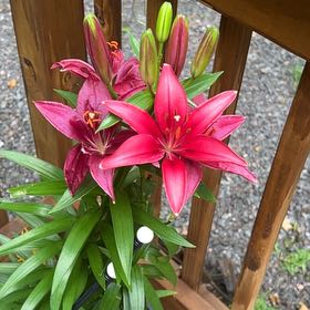 Photo of the plant species Orange Lily by @HeroLime named Emerson on Greg, the plant care app