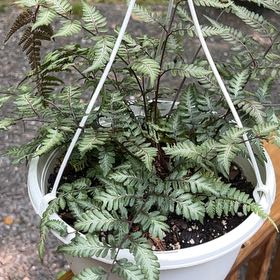 Photo of the plant species Japanese Painted Fern by @HeroLime named Athena on Greg, the plant care app