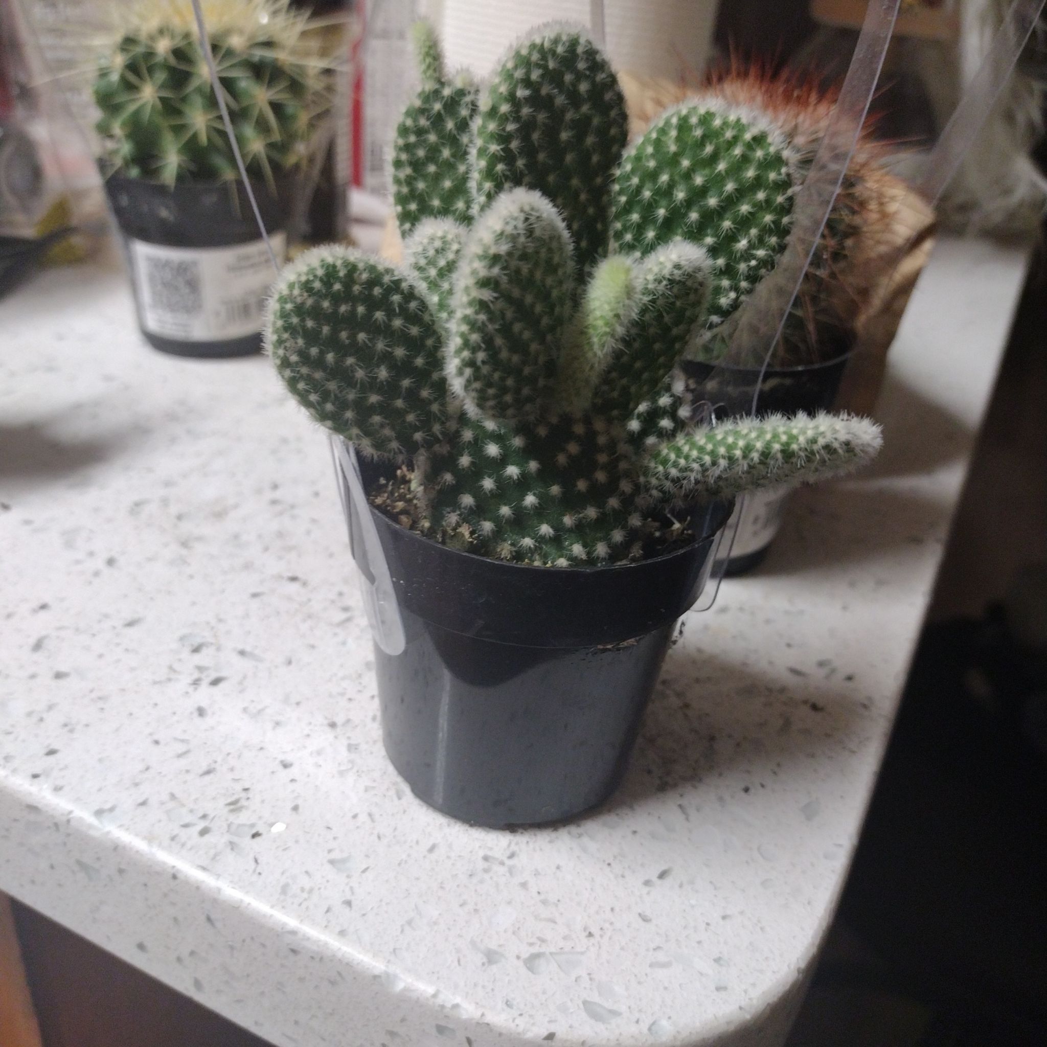 Photo of the plant species Angel wing's cactus by @EventfulBlueelf named Angel on Greg, the plant care app