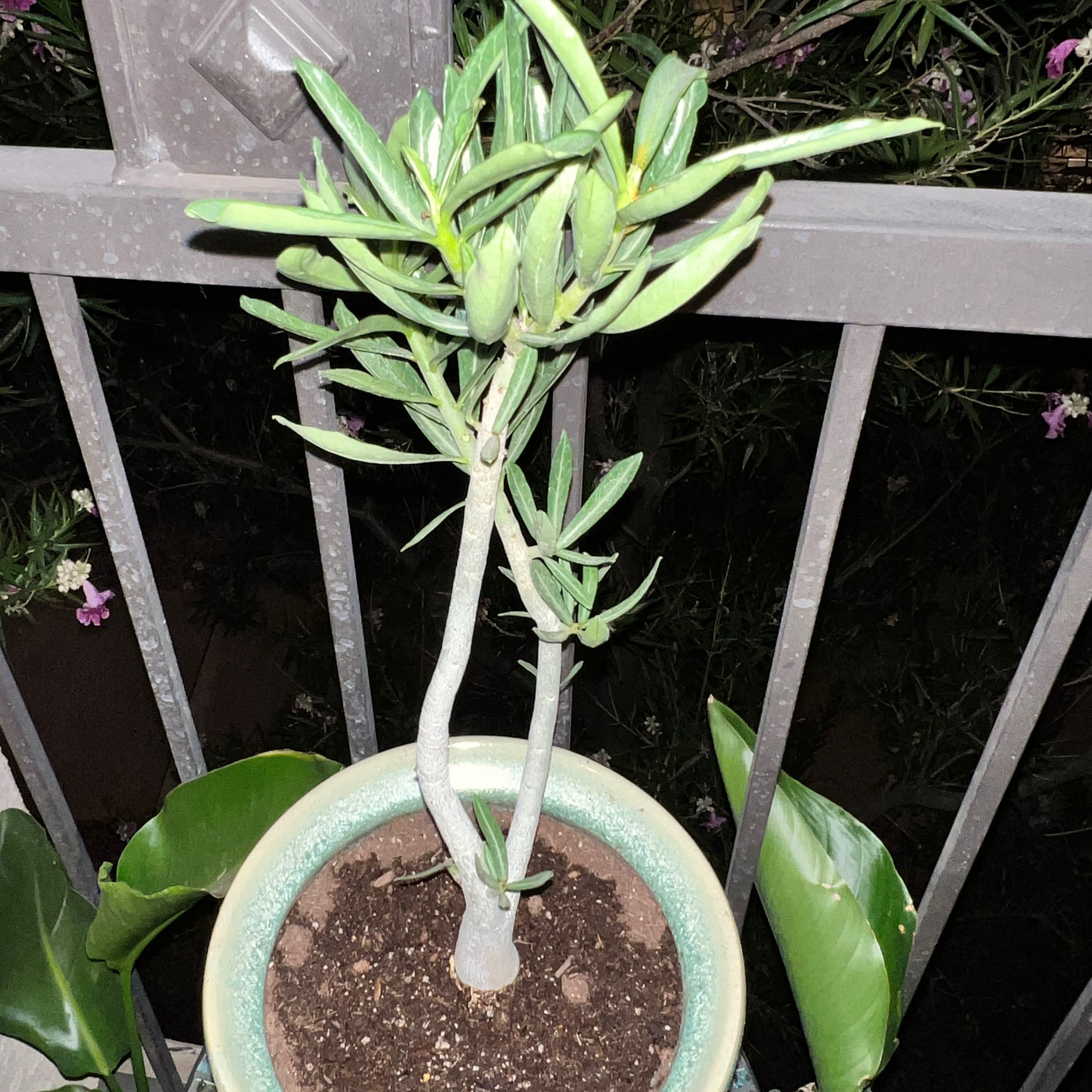 Photo of the plant species Desert Rose by @SuperSeaoxeye named Gregarious on Greg, the plant care app