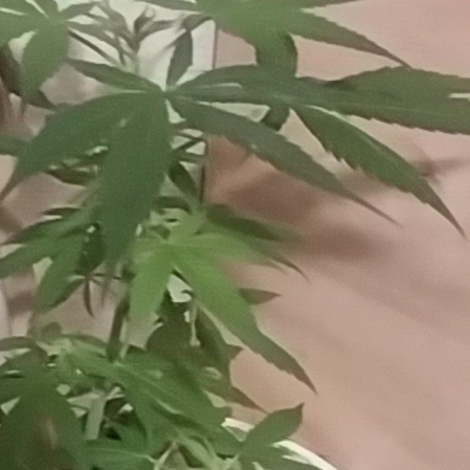Photo of the plant species Faux Marijuana Plant by @MeekValleyoak named Sonora on Greg, the plant care app