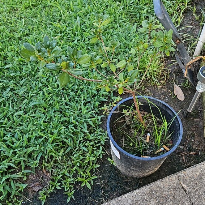 Photo of the plant species Azalea 'Indica Inga' by @PeppyKahikatea named Emerson on Greg, the plant care app