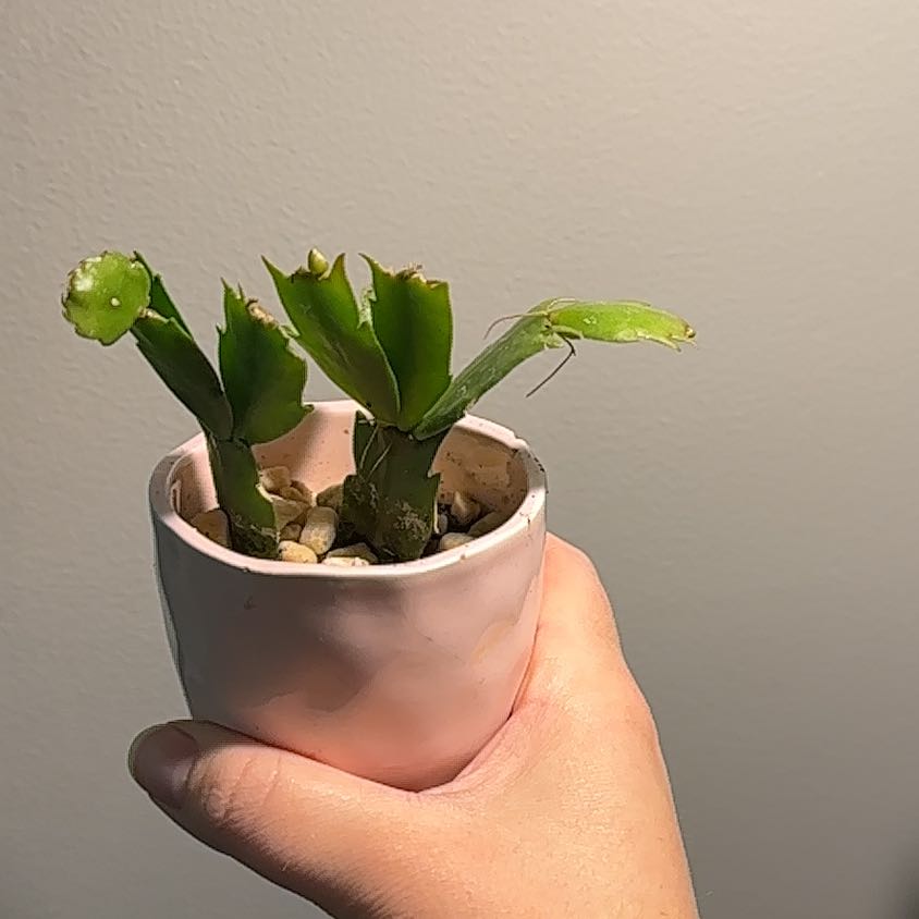A small Christmas Cactus in a pot, held by a hand. The plant appears healthy.