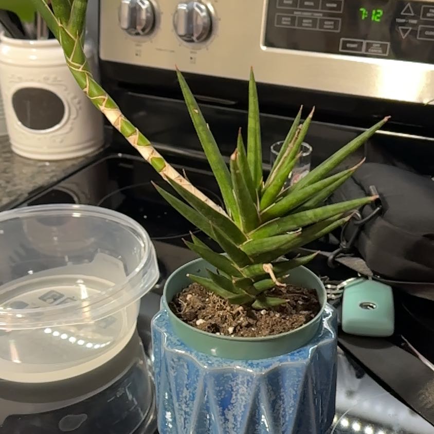 Sansevieria francisii plant in a blue pot on a kitchen counter.