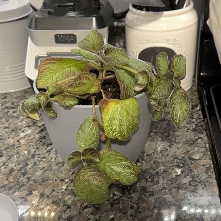 Potted Flame Violet plant with wrinkled, discolored leaves in a kitchen setting.