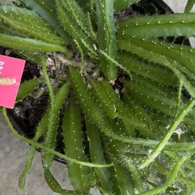 Photo of the plant species Aporophyllum 'Edna Bellamy by @DevDev named Martha on Greg, the plant care app