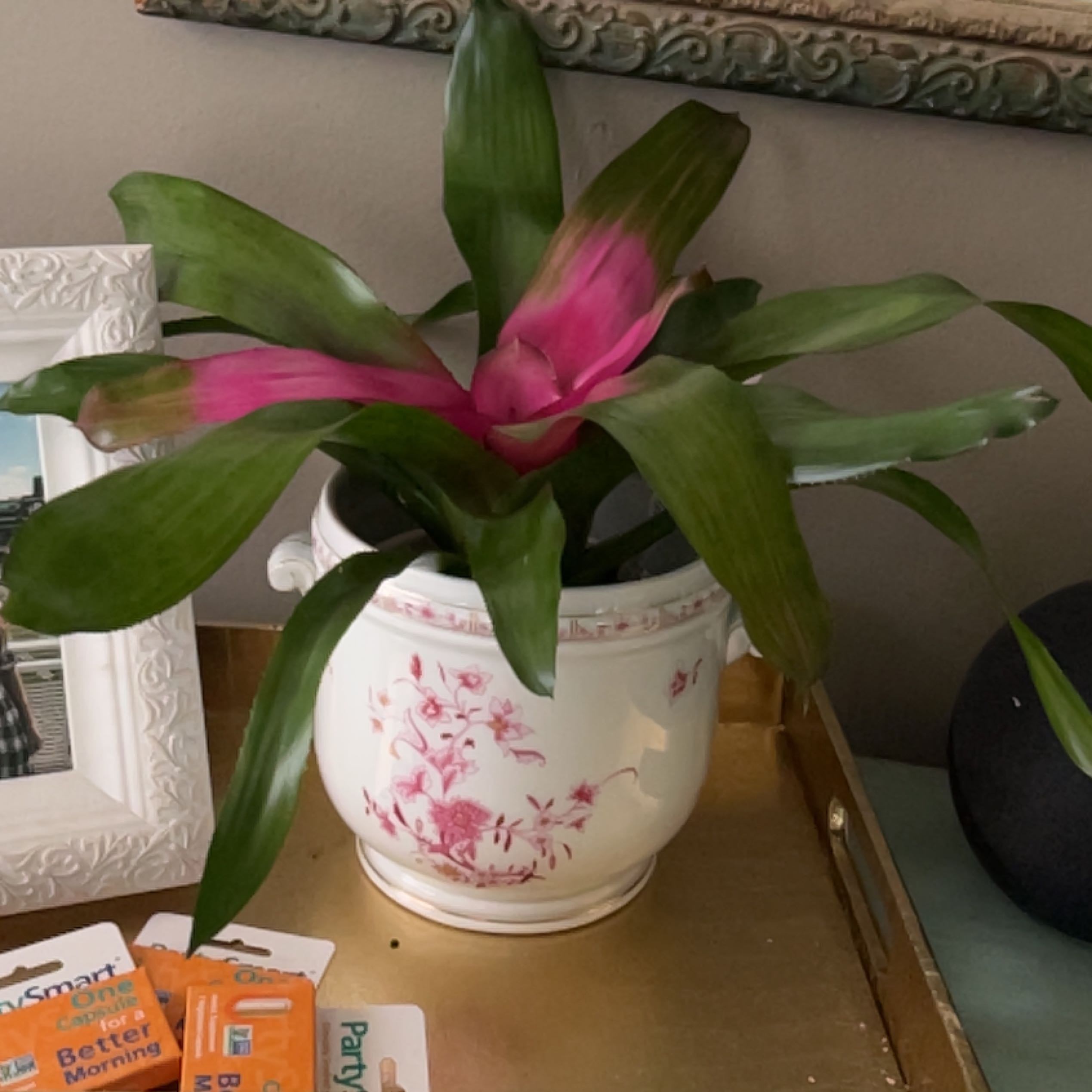 Photo of the plant species Neoregelia 'Magali' by @BrawnyCarrot named Naomi on Greg, the plant care app