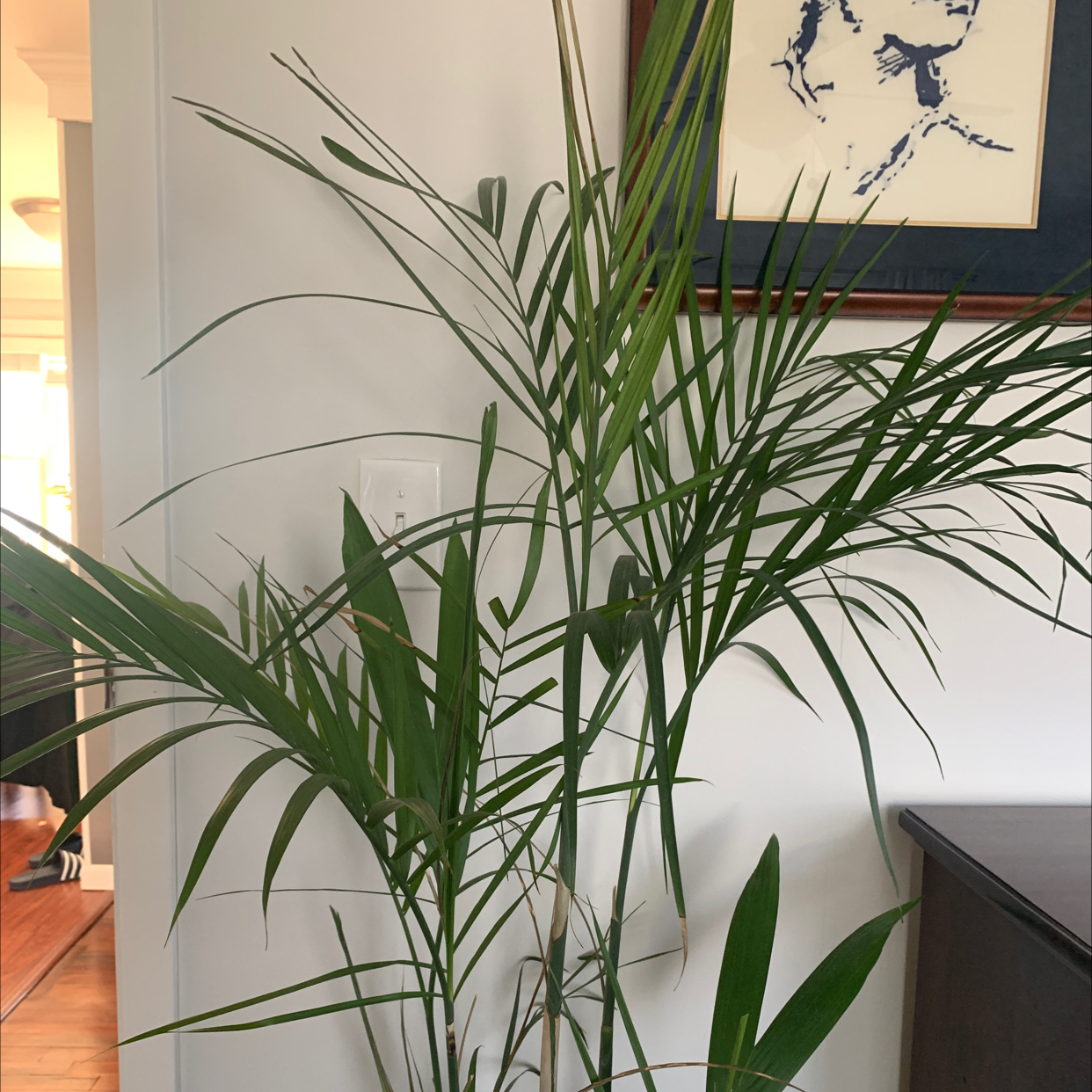 Indoor Bamboo Palm plant with healthy green leaves, well-framed and centered.