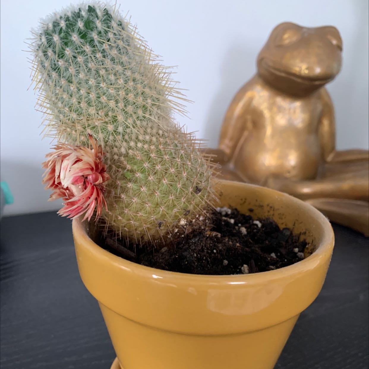 Twin Spined Cactus in a yellow pot with a small flower blooming on its side.