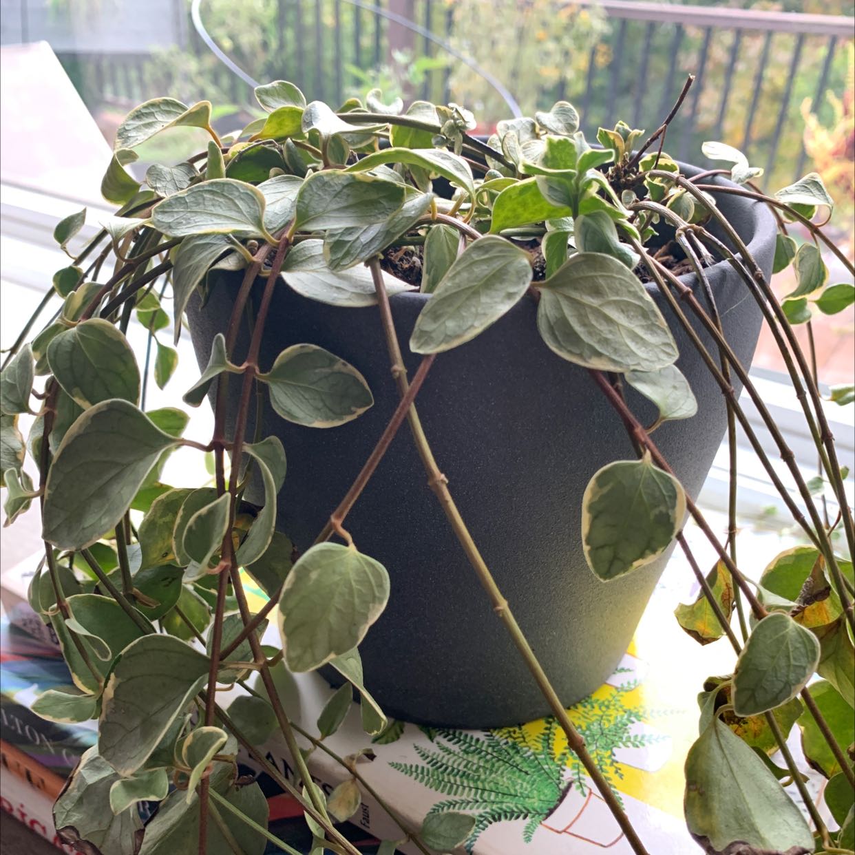 Common Greater Periwinkle Problems