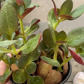 Personalized crassula bleeding heart Care: Water, Light, Nutrients