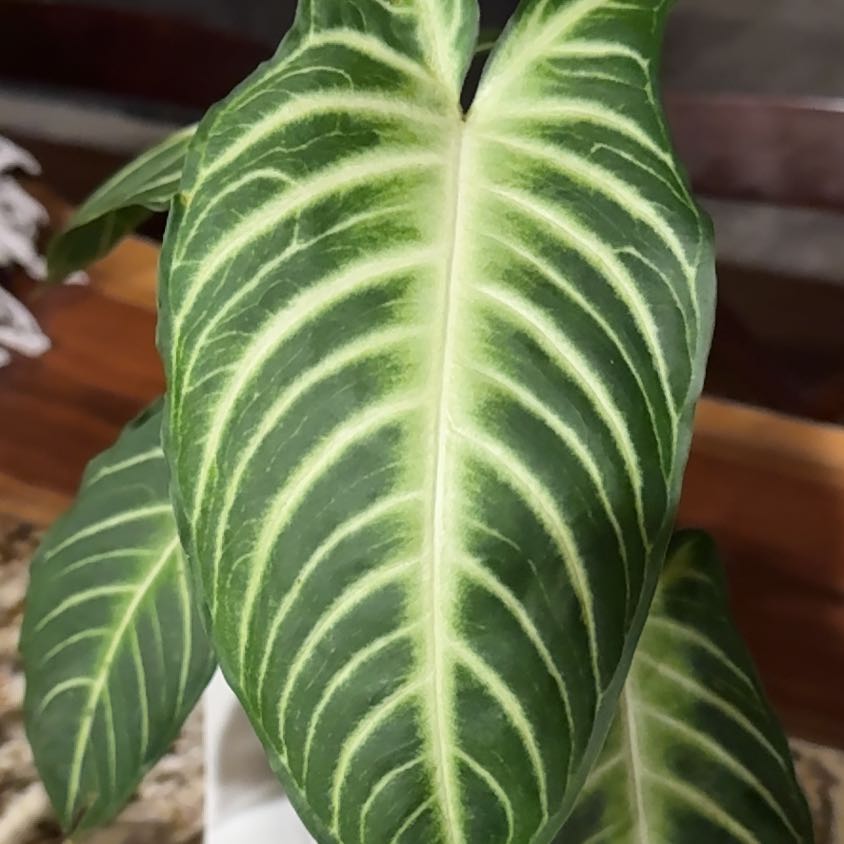 Photo of the plant species Xanthosoma by @SturdyBushlily named Tolkien on Greg, the plant care app
