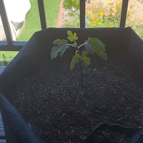 Photo of the plant species Panache Fig by @PrizeIronweed named Sonora on Greg, the plant care app