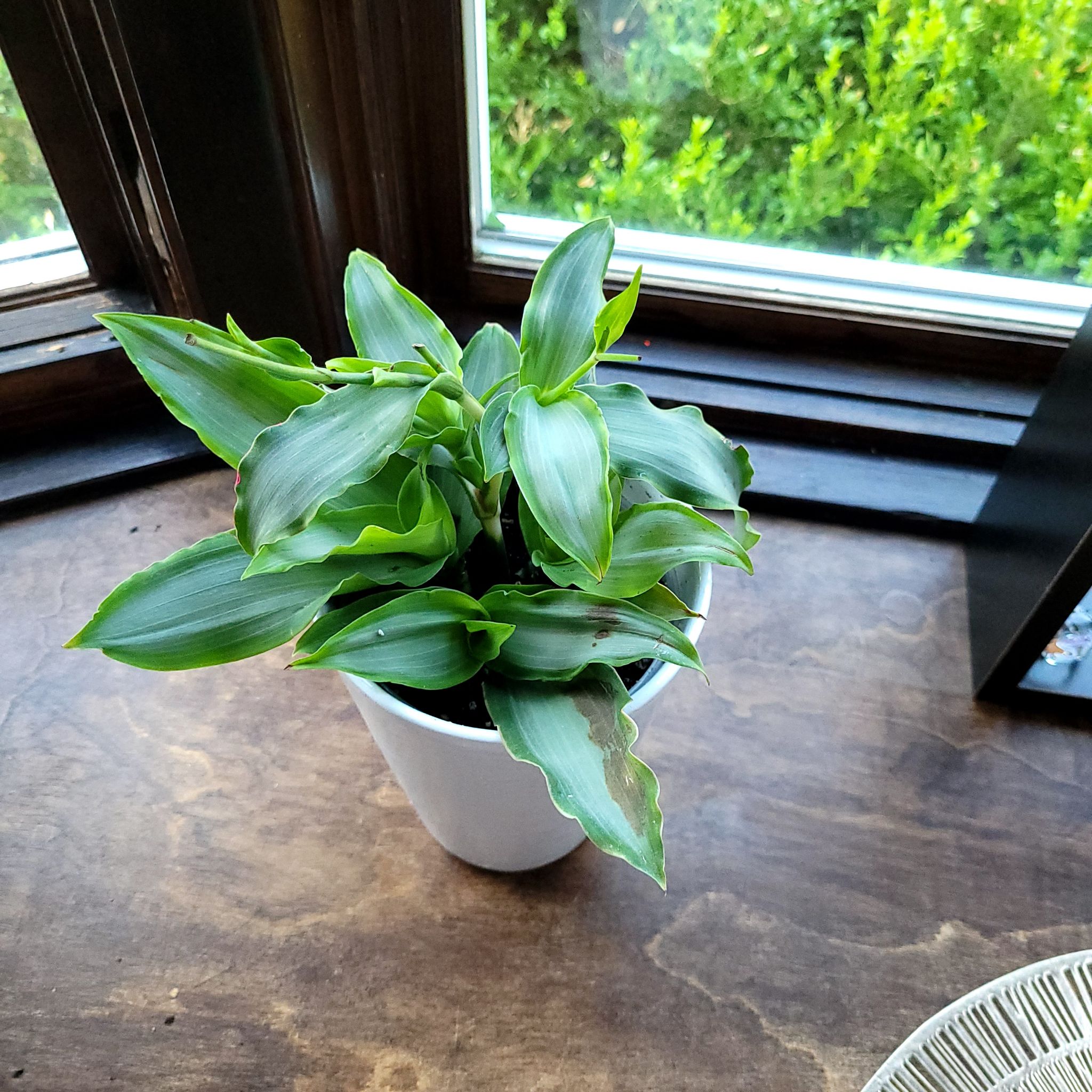 Bright Star Murdannia plant in a white pot near a window with some browning on leaf edges.