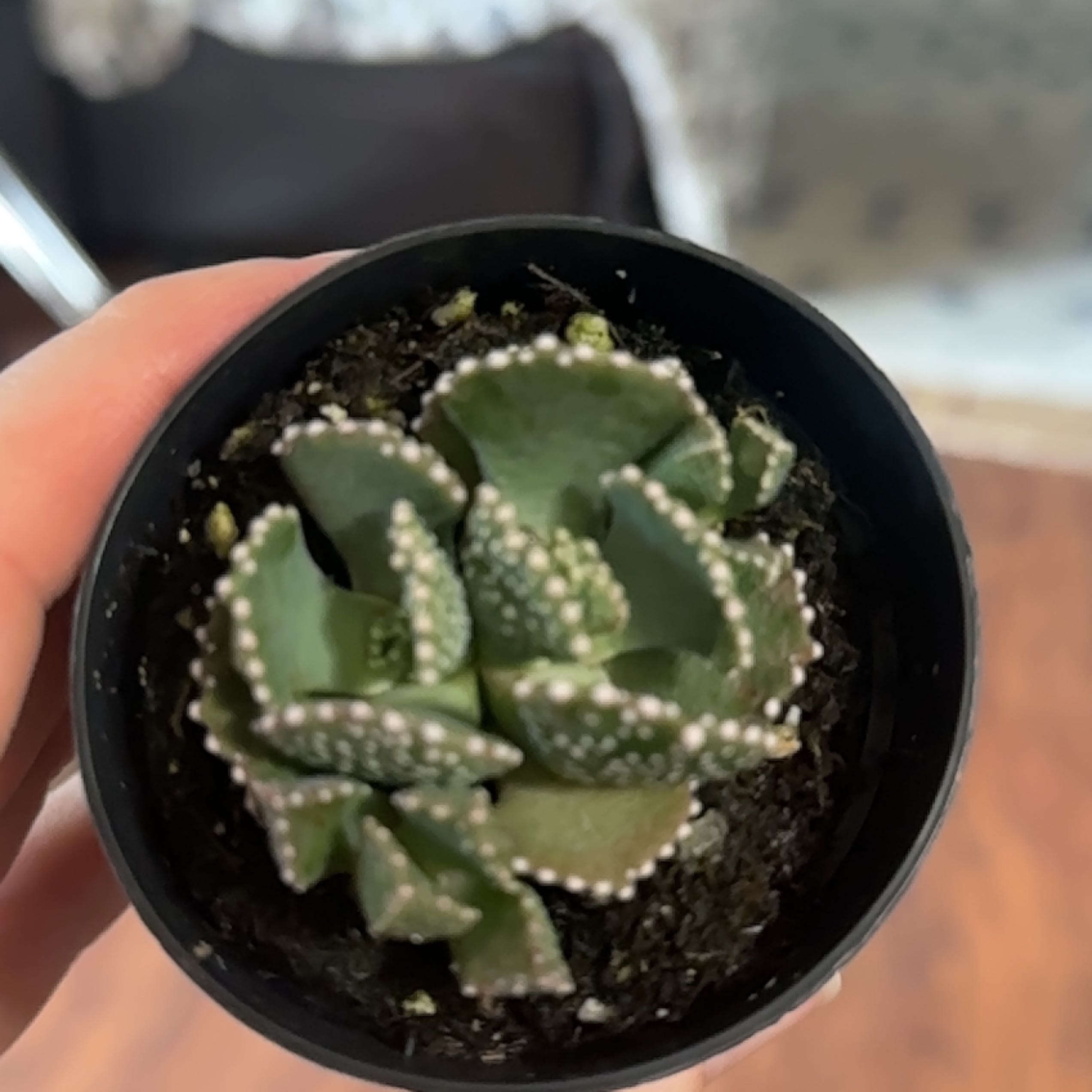 Photo of the plant species Giant Jewel Plant by @ManyFord named Mollie on Greg, the plant care app