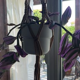 Photo of the plant species Fantasy Venice, Nanouk by @EvenhandedKale named Norman on Greg, the plant care app