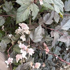 Photo of the plant species Eastern Ninebark by @AcclaimedKaramu named Gregarious on Greg, the plant care app