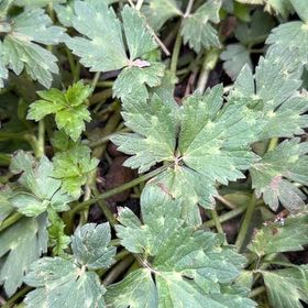 Photo of the plant species Creeping Buttercup by @AcclaimedKaramu named Cleopatra on Greg, the plant care app