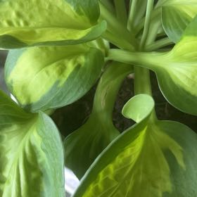 Photo of the plant species Hosta 'Elegans' by @GuruNikaupalm named Curli on Greg, the plant care app