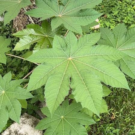 Photo of the plant species Ricinus Communis by @SlinkySmellfox named Osmo on Greg, the plant care app