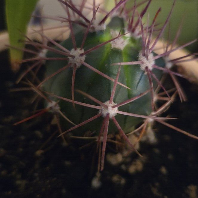 Photo of the plant species Scarlet Hedgehog Cactus by @GutsyPinebush named Penny on Greg, the plant care app
