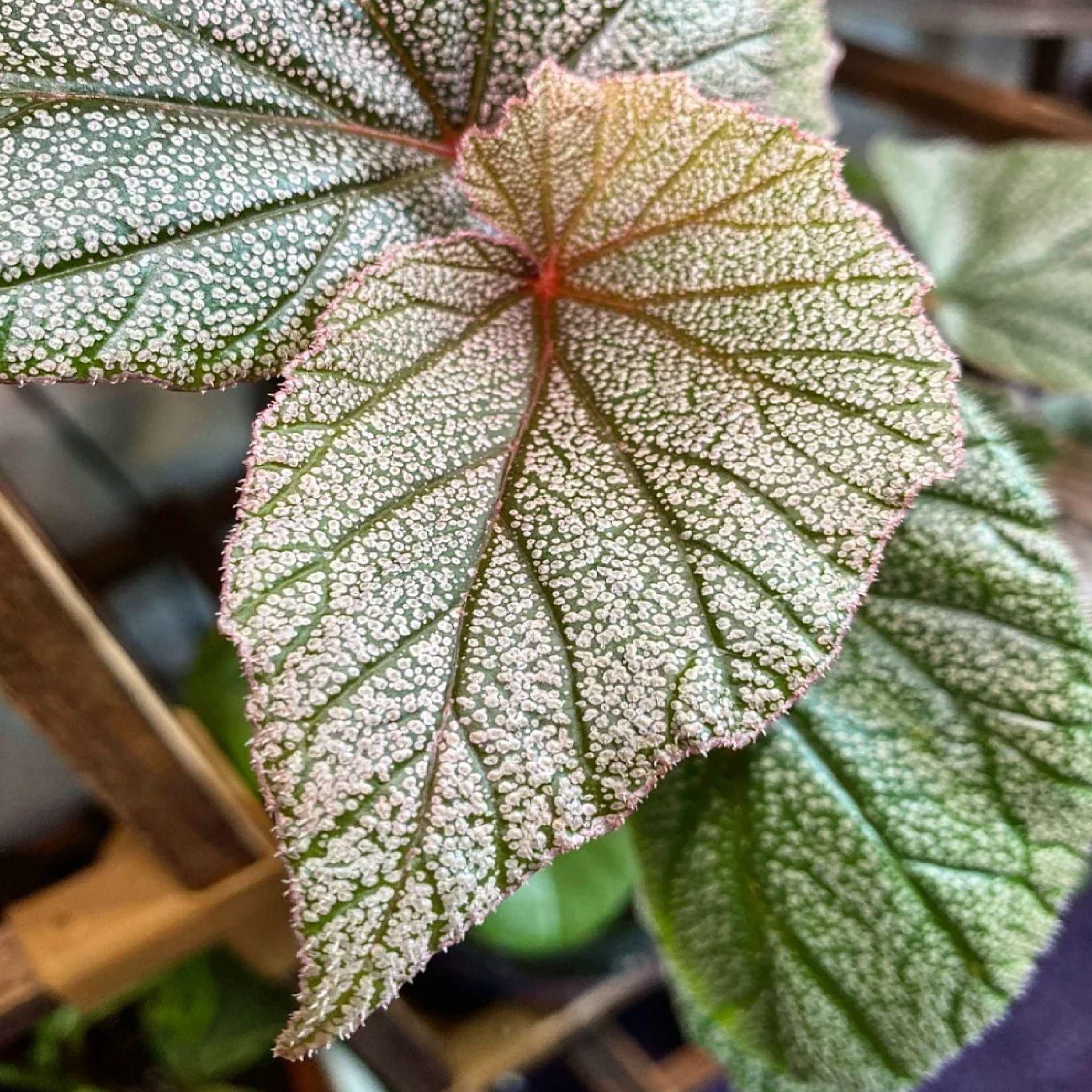 Photo of the plant species Begonia 'Sinbad' by @PractisedJade named Sinbad on Greg, the plant care app