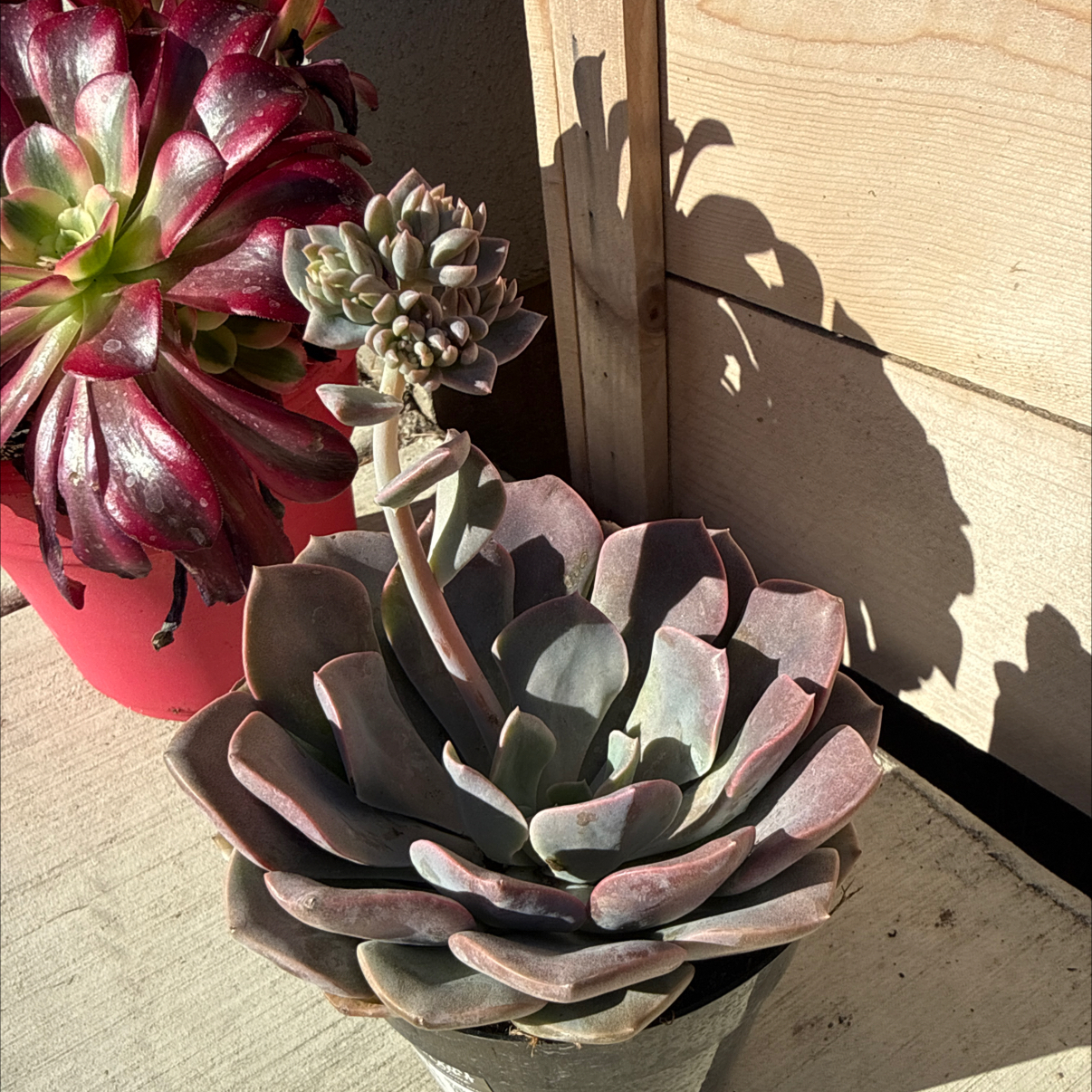 Photo of the plant species Graptoveria 'Francesca' by @LilRebel named ChloroPhil on Greg, the plant care app