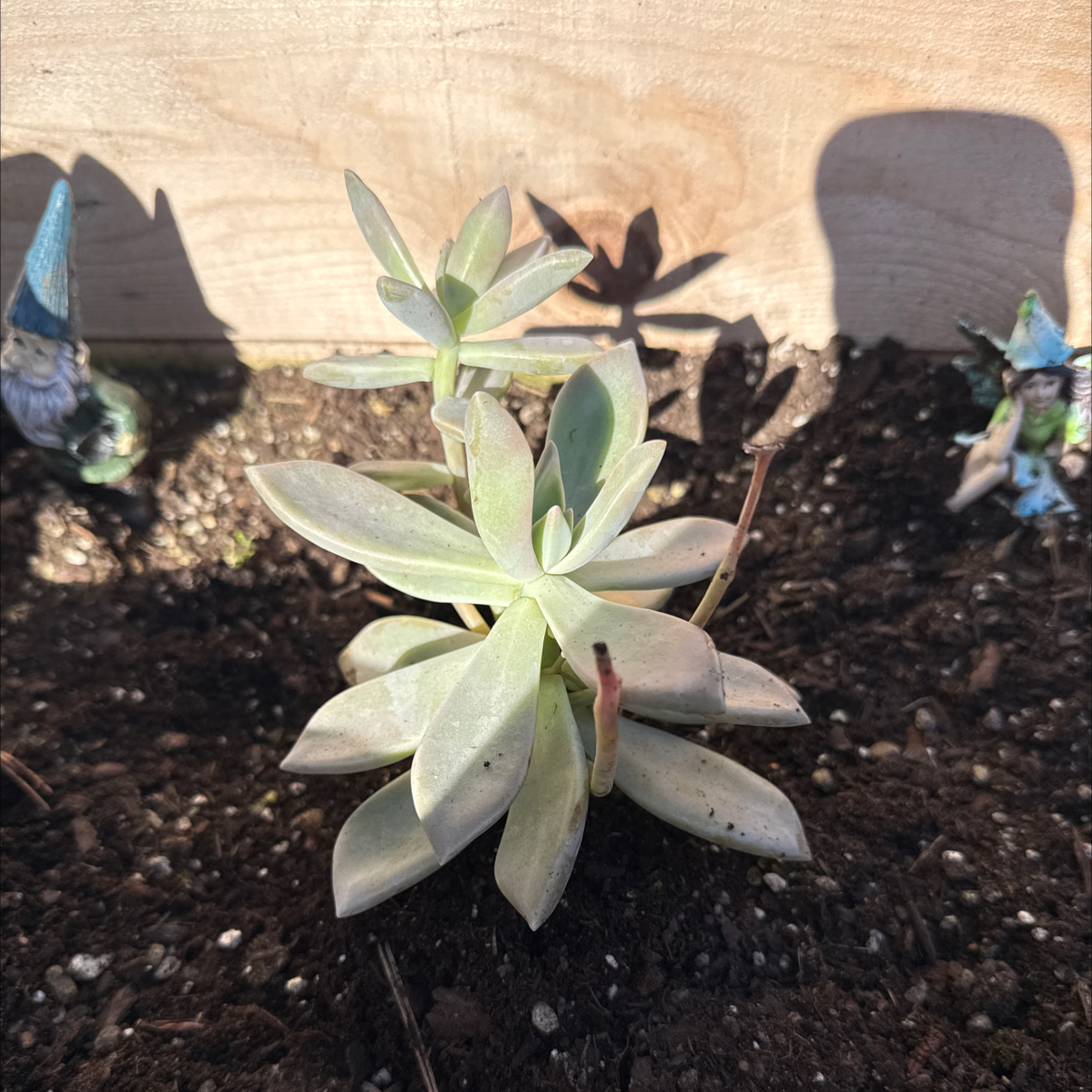 Photo of the plant species Peach by @LilRebel named Gobi on Greg, the plant care app